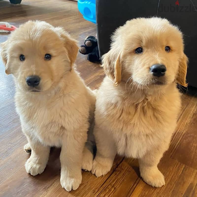 Whatsapp Me +966583921348 Golden Retriever Puppies 1