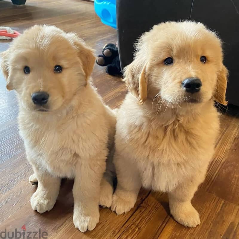 Whatsapp Me +966583921348 Golden Retriever Puppies 0