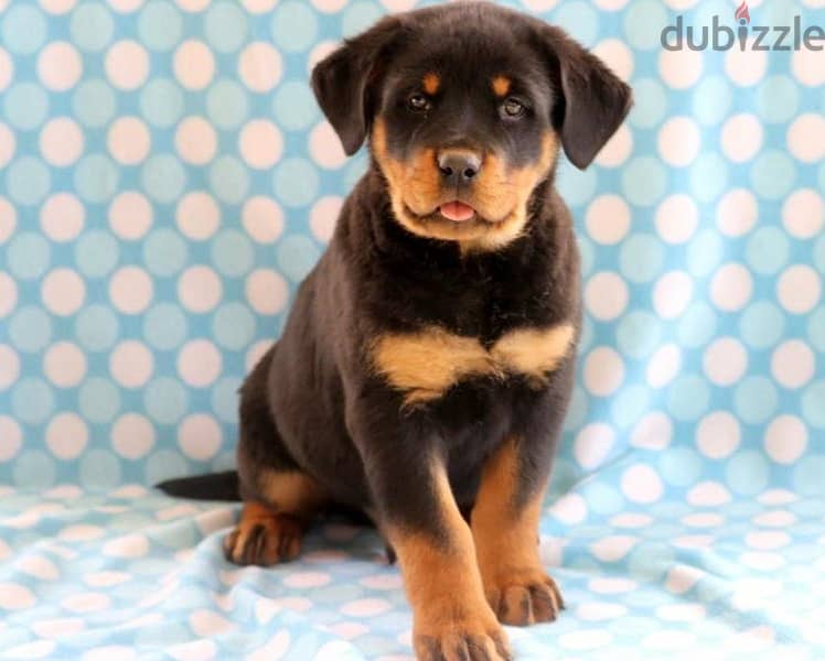 Whatsapp Me +966588993320 Rottweiler Puppies 0