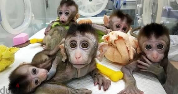 Cute, Healthy Capuchin Monkeys