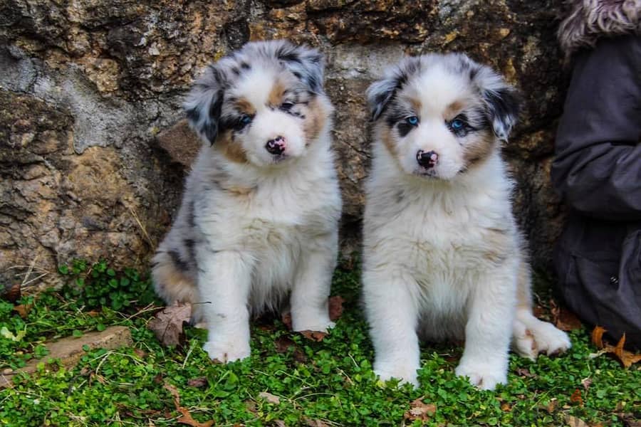 Australian Shepherd Puppies For Adoption WhatsApp. . . . . . +966583825938 0