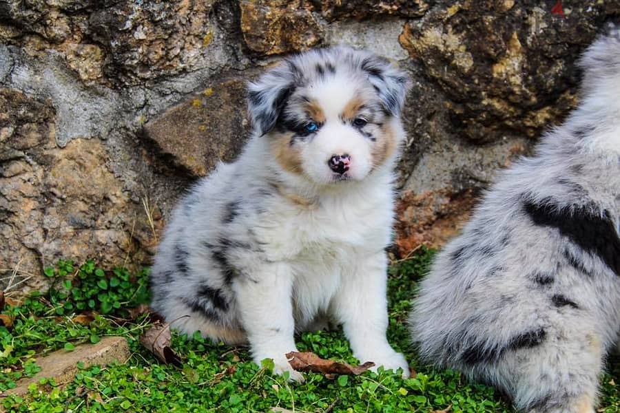 Australian Shepherd Puppies For Adoption WhatsApp. . . . . . +966583825938 1