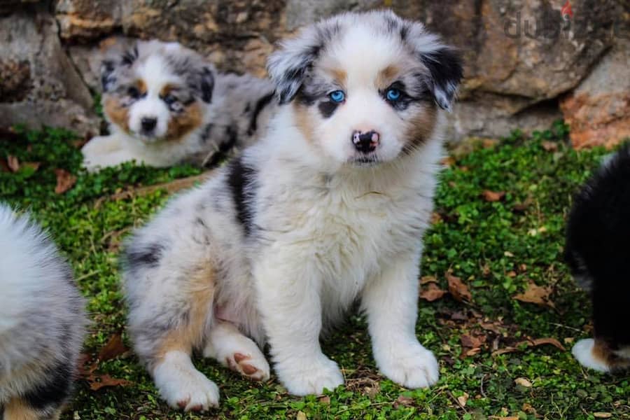 Australian Shepherd Puppies For Adoption WhatsApp. . . . . . +966583825938 2