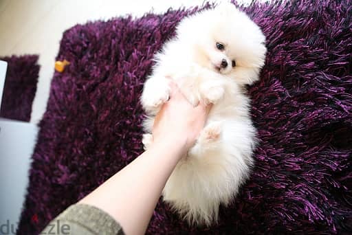 Priceless White Pomeranian Puppies WhatsApp. . . . . . +9665838259 0