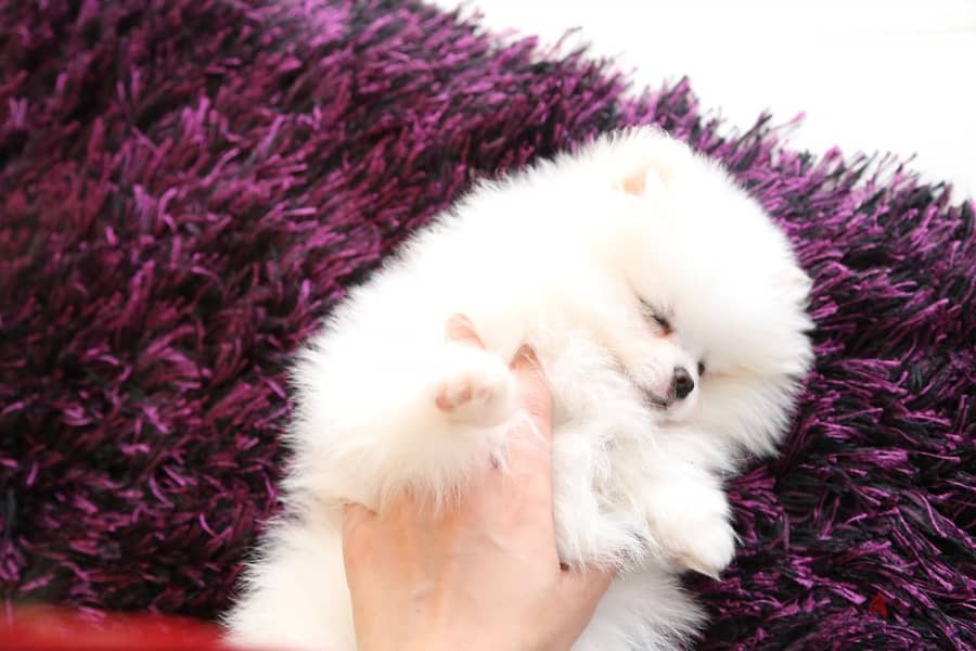 Priceless White Pomeranian Puppies WhatsApp. . . . . . +9665838259 1