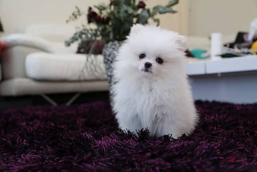 Priceless White Pomeranian Puppies WhatsApp. . . . . . +9665838259 2