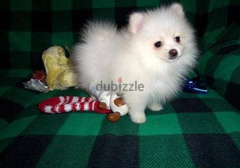 Two Awesome T-Cup Pomeranian Puppies WhatsApp. . . . . . +966583825938 0