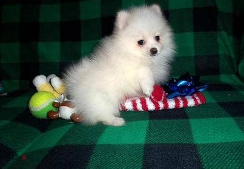 Two Awesome T-Cup Pomeranian Puppies WhatsApp. . . . . . +966583825938 1