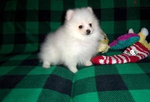 Two Awesome T-Cup Pomeranian Puppies WhatsApp. . . . . . +966583825938 2