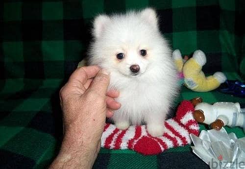 Two Awesome T-Cup Pomeranian Puppies WhatsApp. . . . . . +966583825938 3