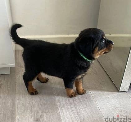 Whatsapp Me +966588993320 Rottweiler Puppies 1