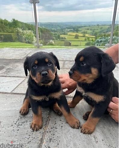 Whatsapp Me +966588993320 Rottweiler Puppies 0