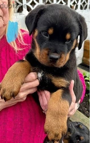 Whatsapp Me +966588993320 Rottweiler Puppies 0