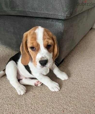 Whatsapp Me +966583921348 Beagle Puppies 0