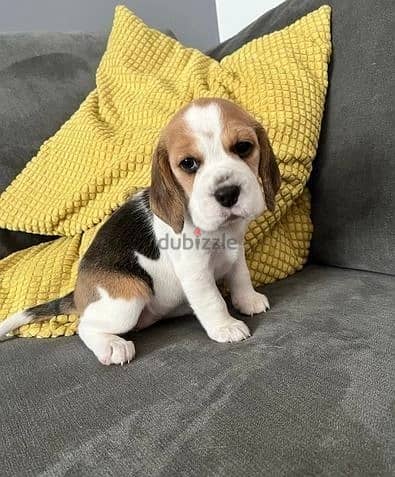 Whatsapp Me +966583921348 Beagle Puppies 1