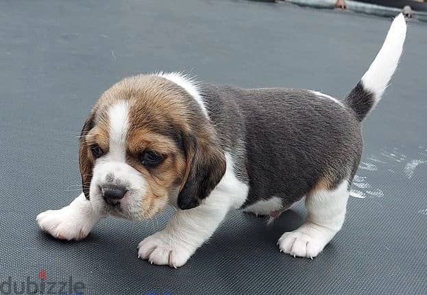 Whatsapp Me +966583921348 Beagle Puppies 0