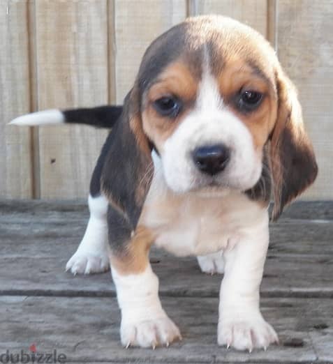 Whatsapp Me +966583921348 Beagle Puppies 1