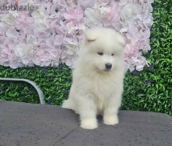 Whatsapp Me +972555074990 Samoyed Puppies 1