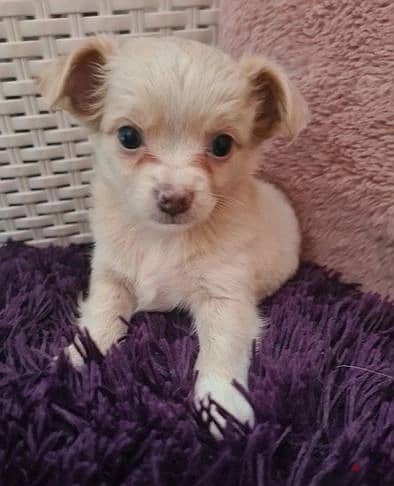 Whatsapp Me +966588993320 Chihuahua Puppies 1