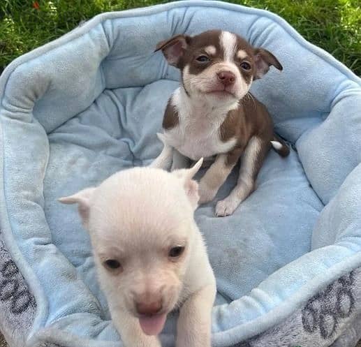 Whatsapp Me +966588993320 Chihuahua Puppies 1