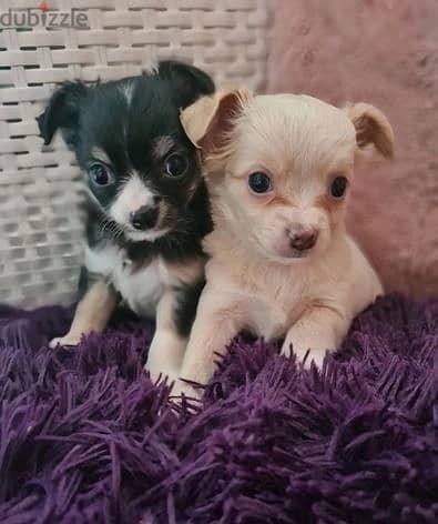 Whatsapp Me +966588993320 Chihuahua Puppies 1