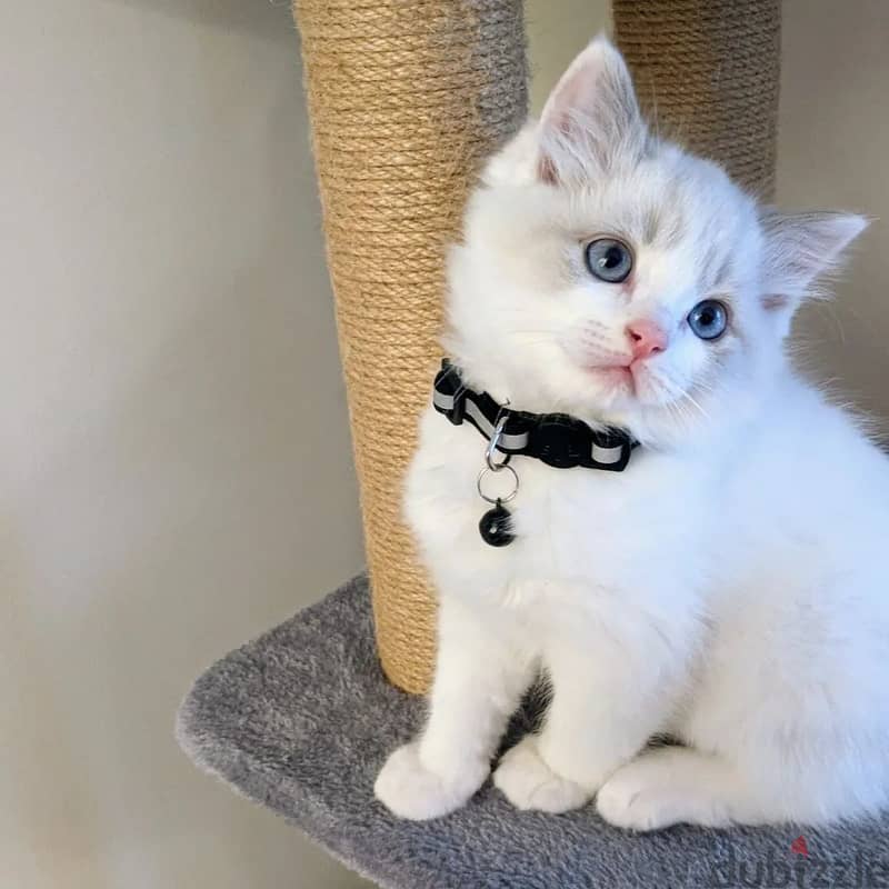 Female Ragdoll Kitten 0