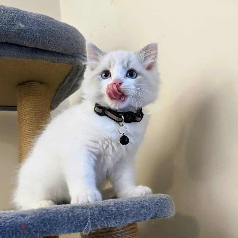 Female Ragdoll Kitten 1