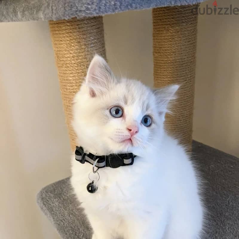 Female Ragdoll Kitten 2