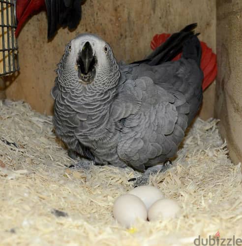 Fertilized Parrot Eggs for sale 1