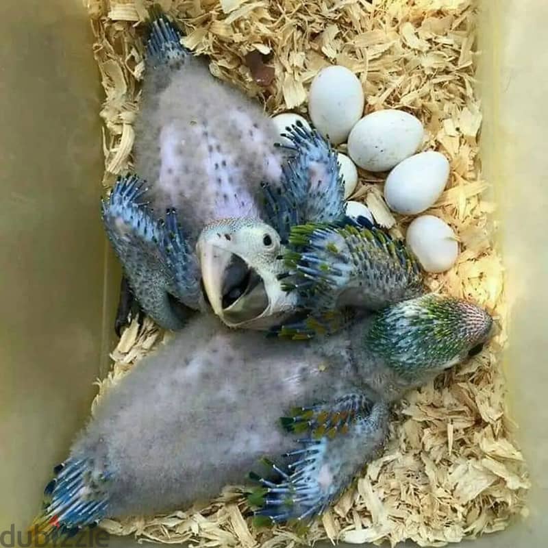 Fertile Cockatoo Parrot Eggs For Sale 0