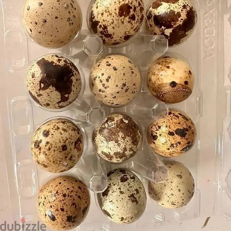 Fertile Cockatoo Parrot Eggs For Sale 1