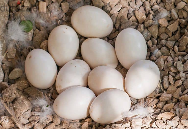 Fertile Cockatoo Parrot Eggs For Sale 2