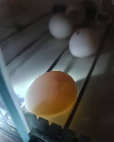 Fertile Parrot Eggs For Sale