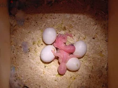 Big Bear Bald Eagles Eggs 2