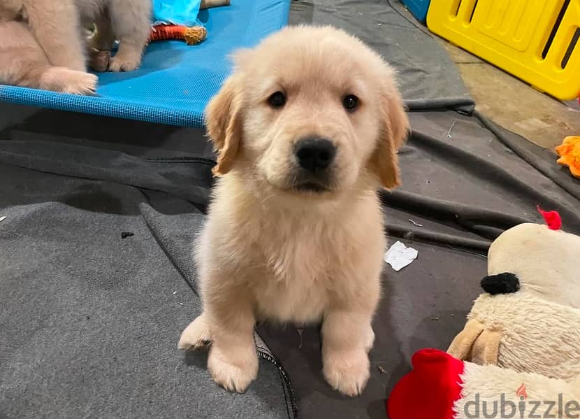 Golden retriever for sale .  WhatsApp. +1 (908) 768‑4279 0