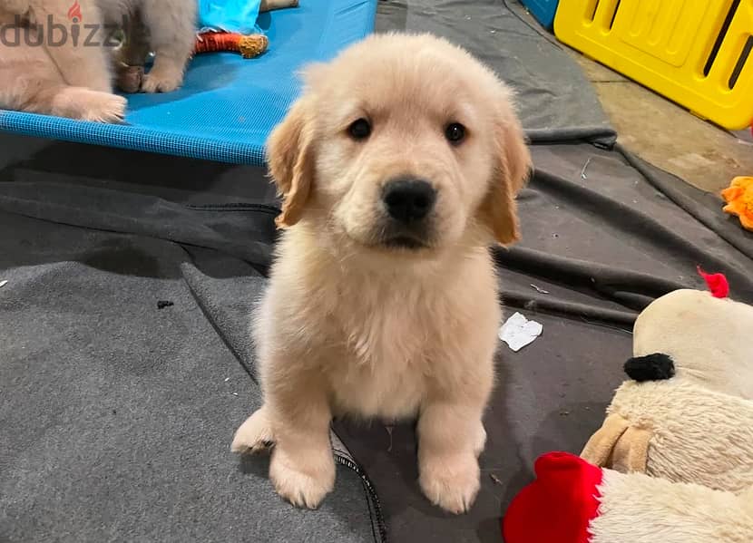 Golden retriever for sale .  WhatsApp. +1 (908) 768‑4279 1