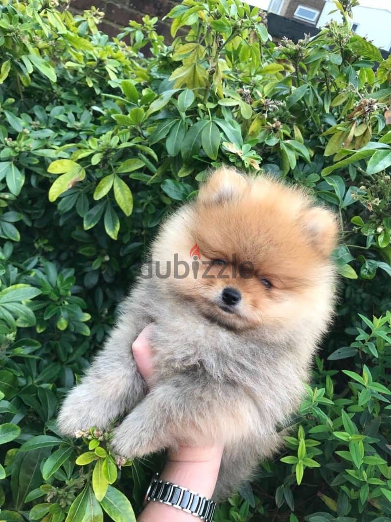 Pomeranian puppy for sale .  WhatsApp. +1 (908) 768‑4279 0