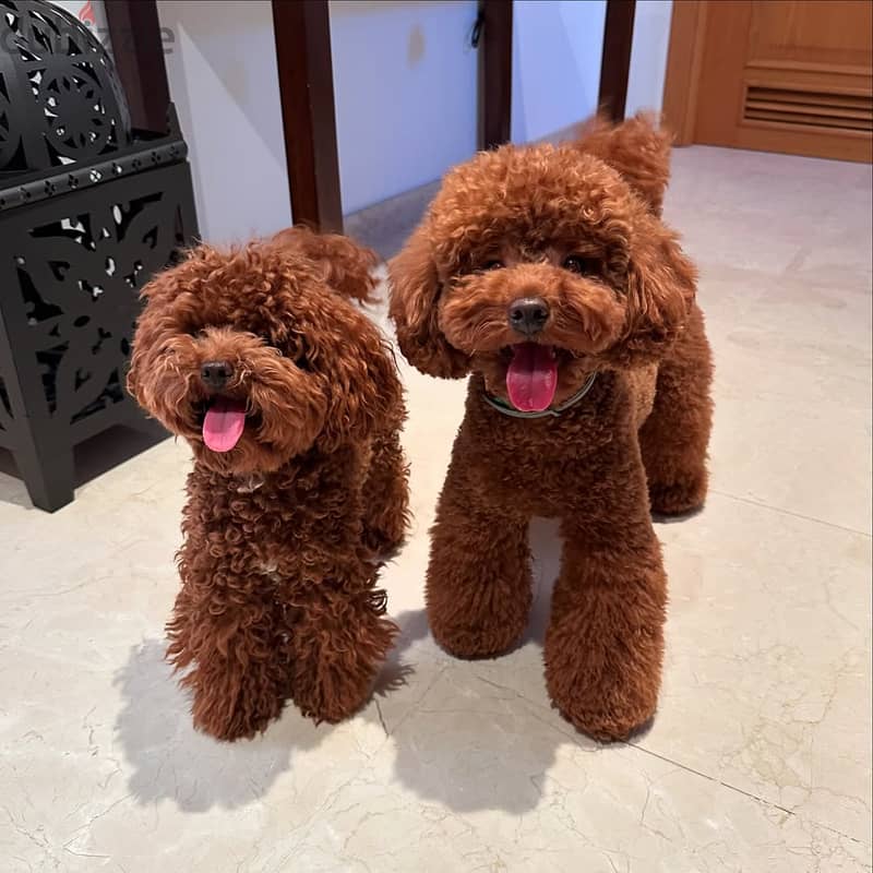 Poodle puppies// WhatsApp +966568218820 0