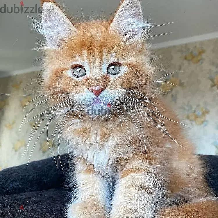 Maine coons// WhatsApp +966568218820 0