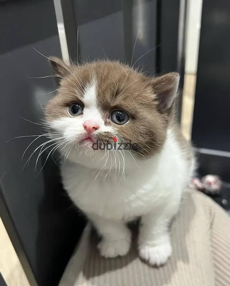 British shorthair// Whatsapp+971502618837 0