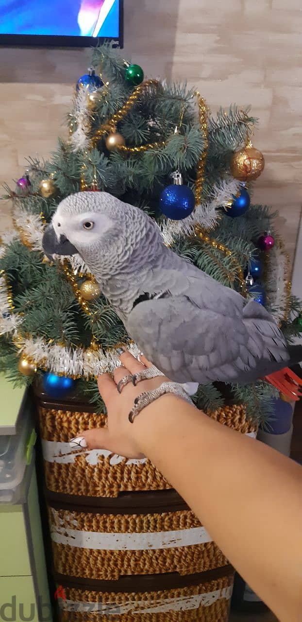 Beautiful African Grey Parrot Looking for a Loving Home! 2