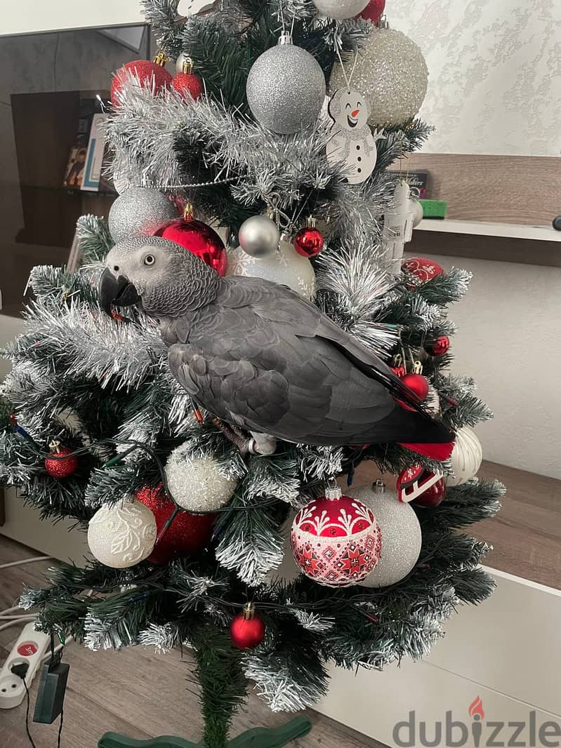 Beautiful African Grey Parrot Looking for a Loving Home! 0