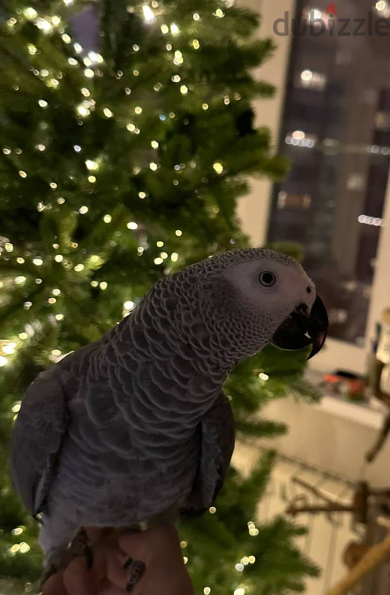 Beautiful African Grey Parrot Looking for a Loving Home! 3