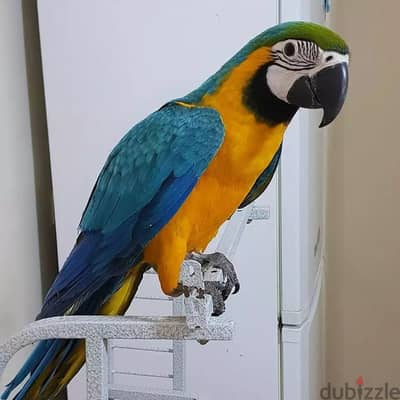 Talking Blue and Gold Macaw Parrots. WhatsApp me through +18032580516