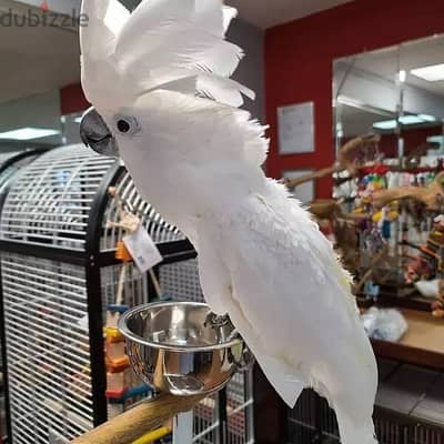 Umbrella Cockatoo Parrots for Sale. WhatsApp me through +18032580516