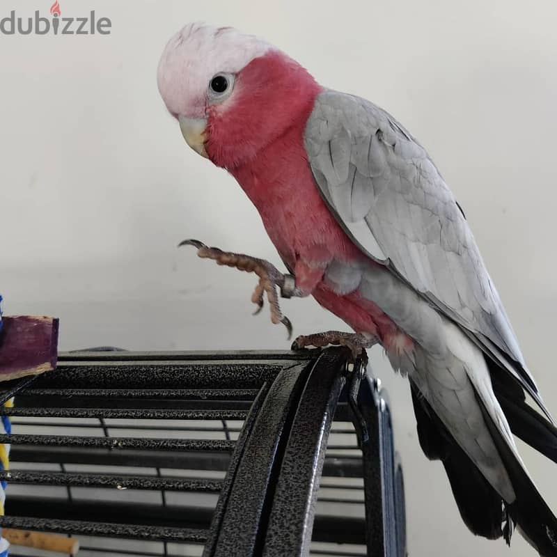 Super Tame Galah Cockatoo Parrots. WhatsApp me through +18032580516 0