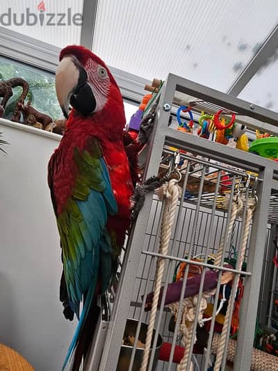 Adorable greenwing macaw parrots. WhatsApp me through +18032580516