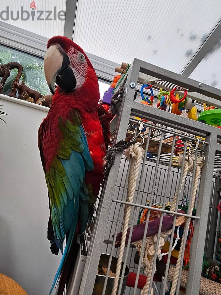 Adorable greenwing macaw parrots. WhatsApp me through +18032580516 0