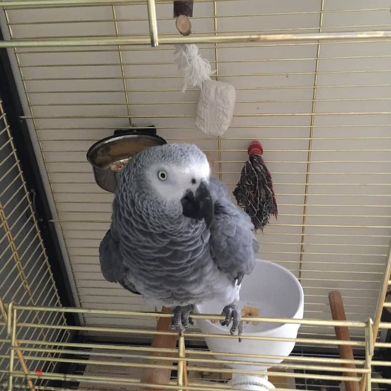 Male and Female African Grey Parrot. WhatsApp me through +18032580516 0