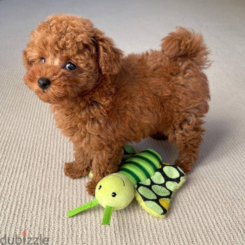 Male And Female Toy Poodle Puppies. WhatsApp me through +18032580516 0